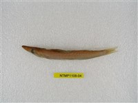 藏品(日本金梭魚)的圖片